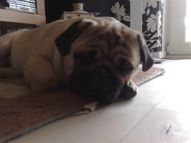Mops Elvis billede 11