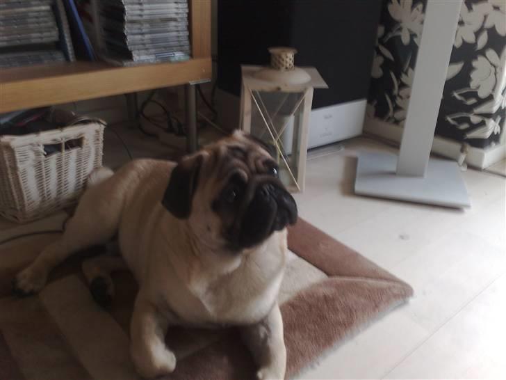 Mops Elvis billede 12