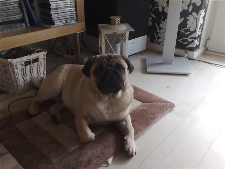 Mops Elvis billede 13