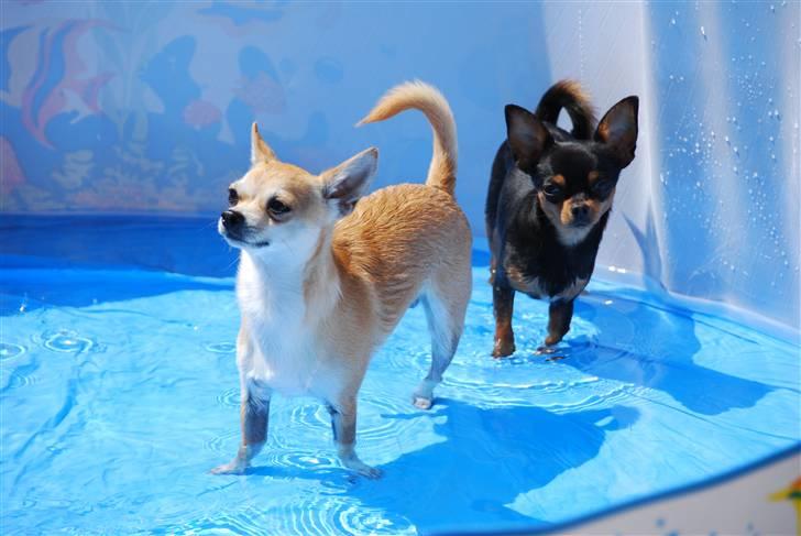 Chihuahua Marley - aaaarh vi har fået pool, og solen skinner :) billede 13
