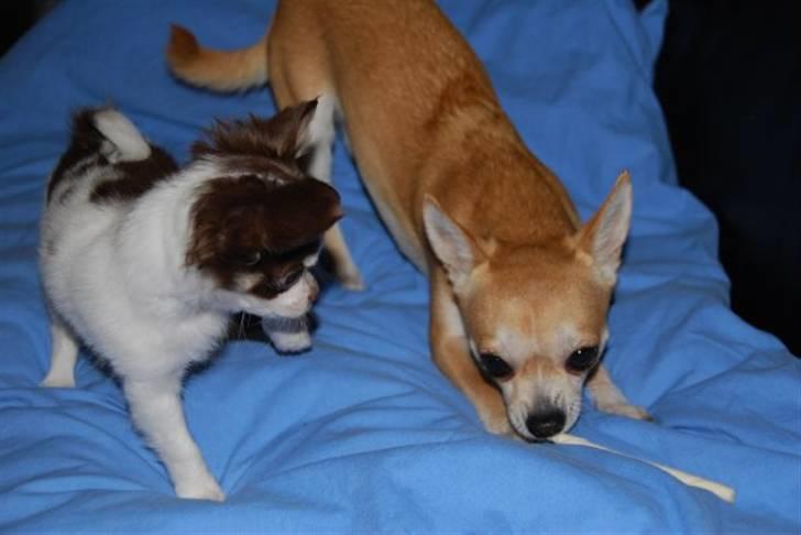 Chihuahua Marley - Marley hygger med Cindy billede 14