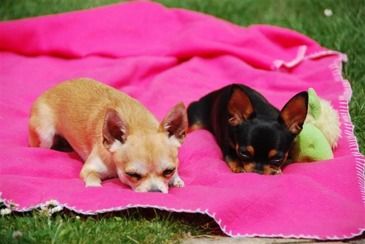 Chihuahua Marley - Marley og Jessie hygger sig sammen på tæppet i solen :) billede 16
