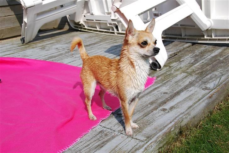 Chihuahua Marley - Marley står så fint billede 17