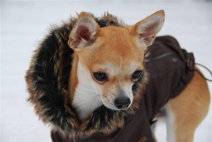 Chihuahua Marley - Marley med sin dejlige vinter jakke :) billede 18