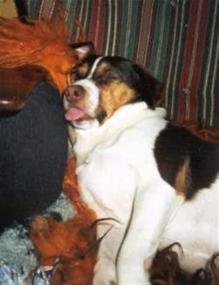 Dansk svensk gaardhund tjalfe - sådan sover Tjalfe altså. billede 18