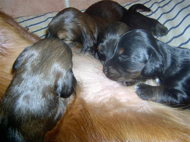 Gravhund chita billede 20