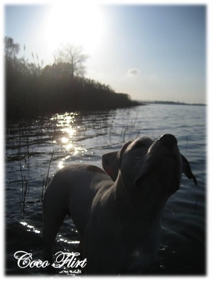 Amerikansk bulldog Coco Flirt - Coco 10 mdr gammel... 29 marts ´09 billede 11