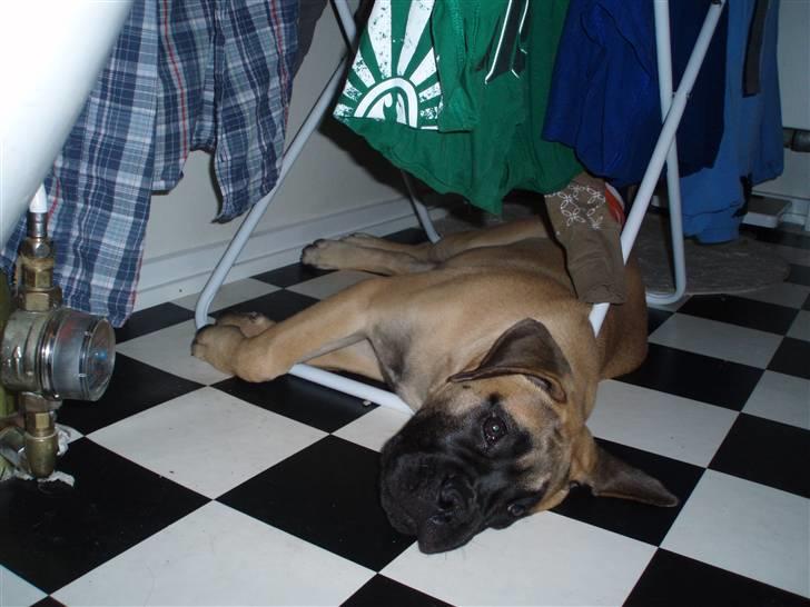 Bullmastiff Vega - Vega elsker at sove under vasketøjet. billede 5