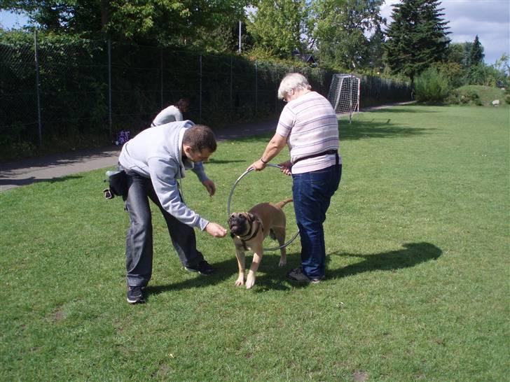 Bullmastiff Vega - Vega til hvalpetræning. billede 6