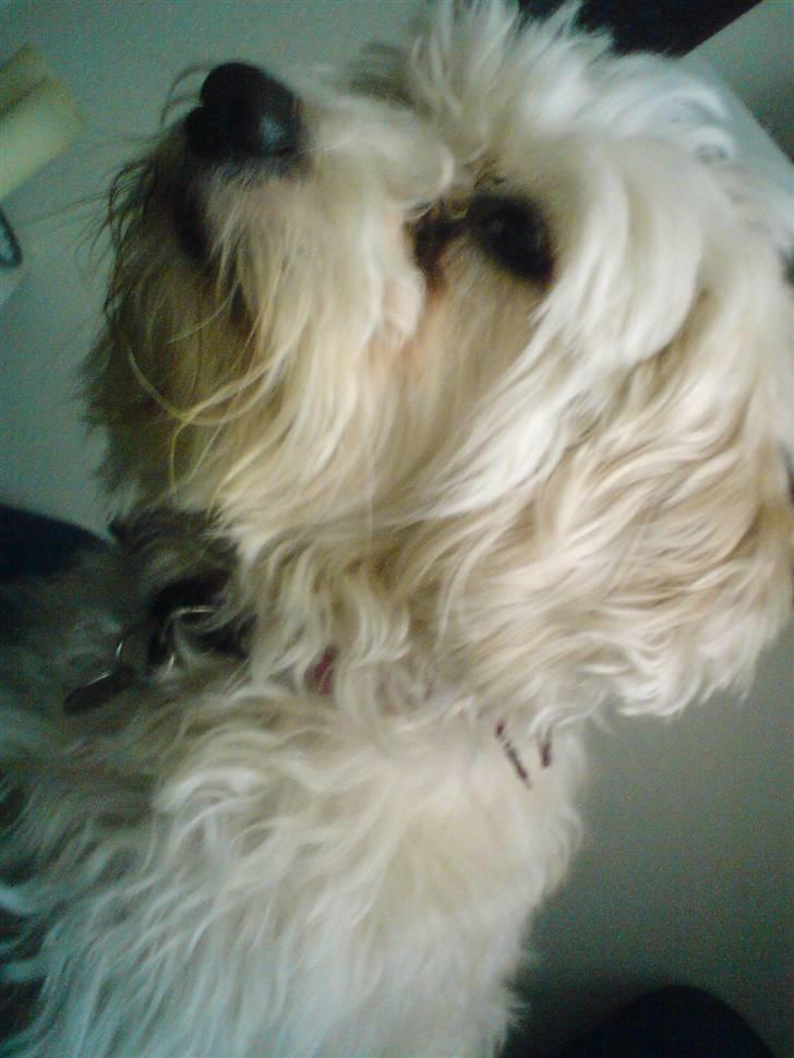 Chinese crested powder puff buster {R.I.P} - dejlige buster billede 8