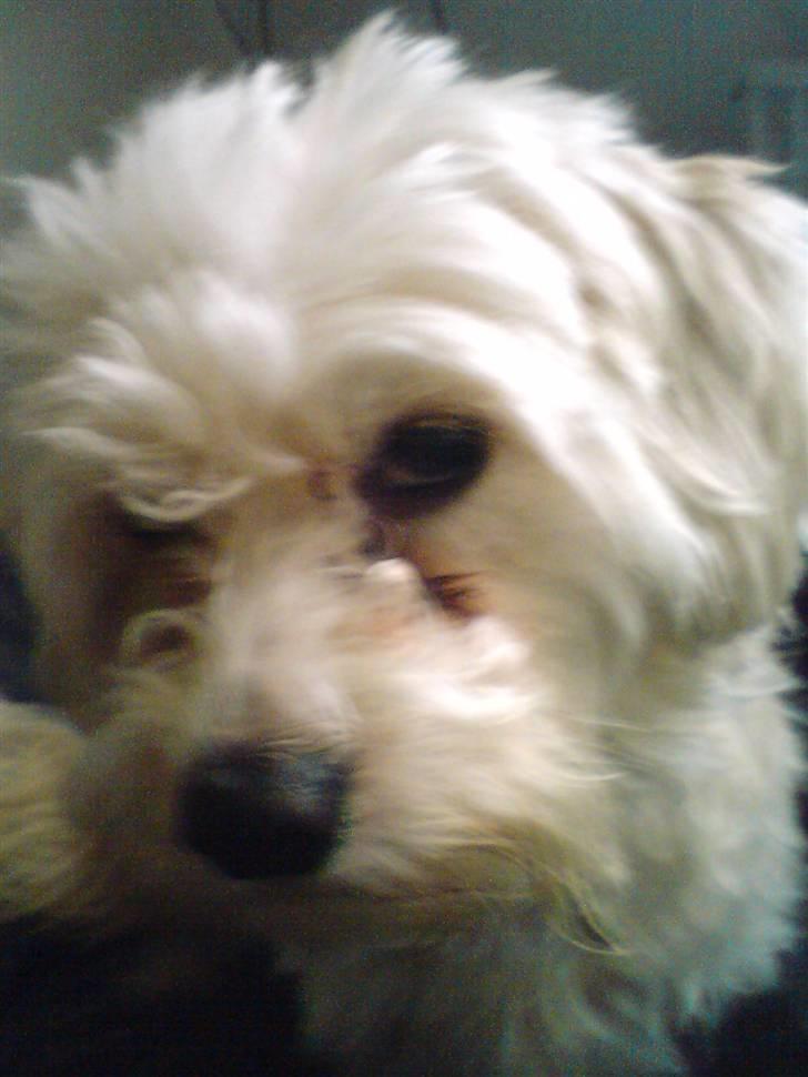 Chinese crested powder puff buster {R.I.P} - nuser :D billede 9