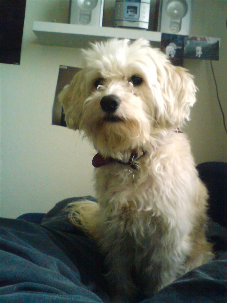Chinese crested powder puff buster {R.I.P} - lige stået op, så han ser lidt træt ud.. hehe  billede 10