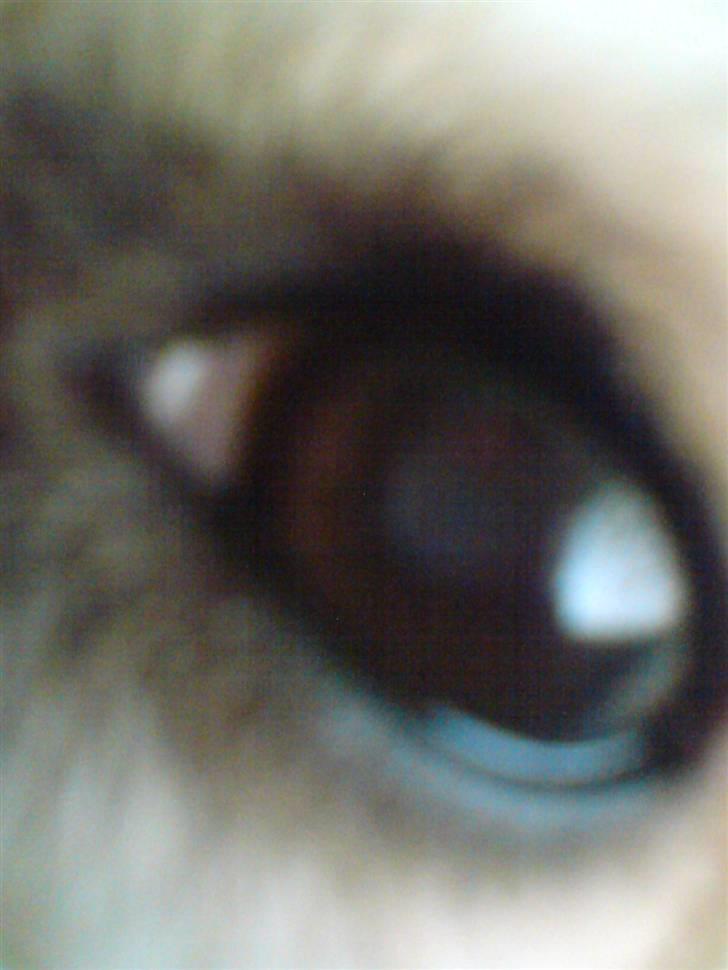 Chinese crested powder puff buster {R.I.P} - hans øje.. billede 11