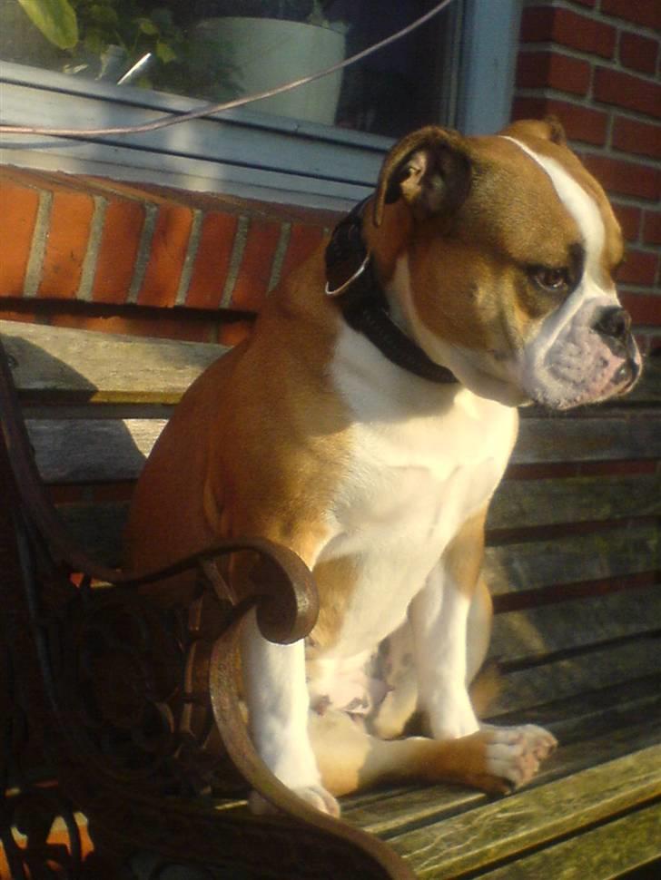 Olde english bulldogge Anjali aka Asja billede 17