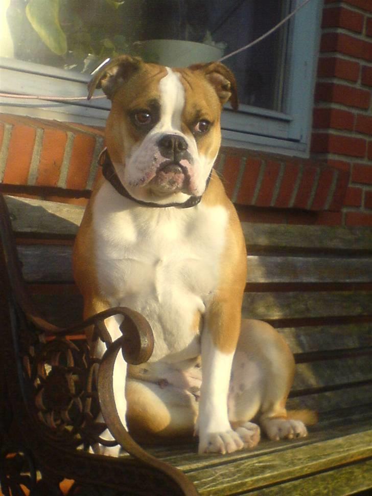 Olde english bulldogge Anjali aka Asja billede 18