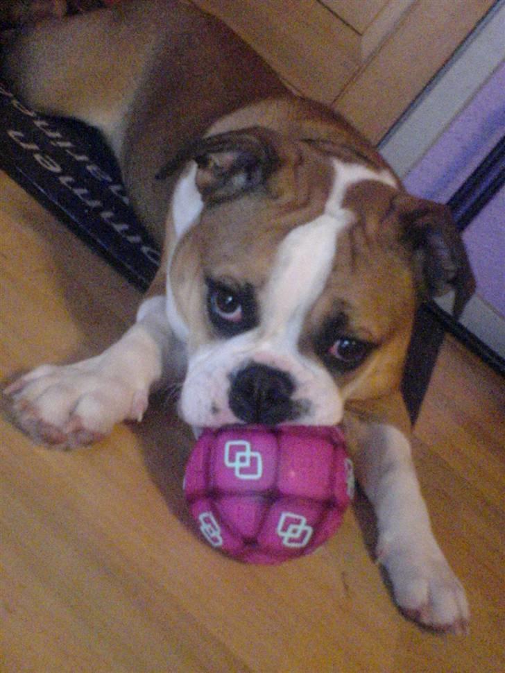 Olde english bulldogge Anjali aka Asja billede 19