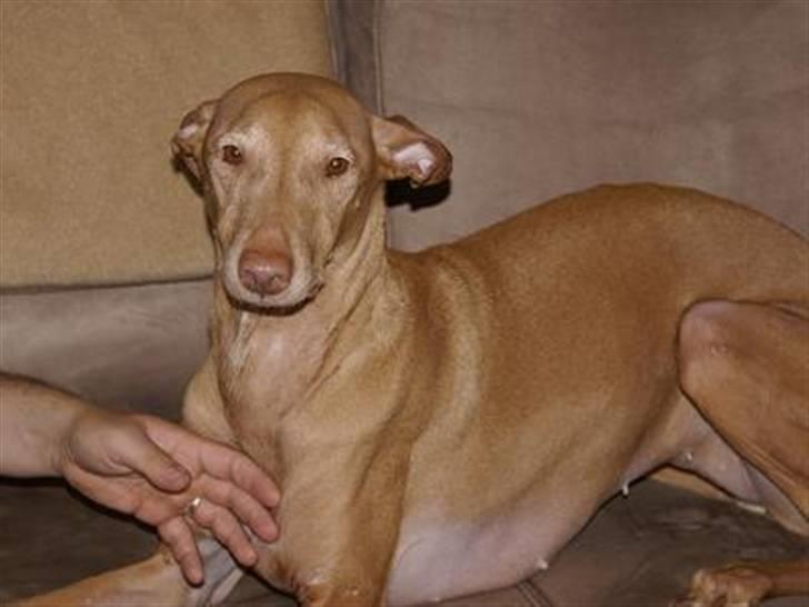 Pharaohound Selma - Selma nusses på brystet billede 1