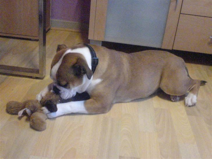 Olde english bulldogge Anjali aka Asja billede 20