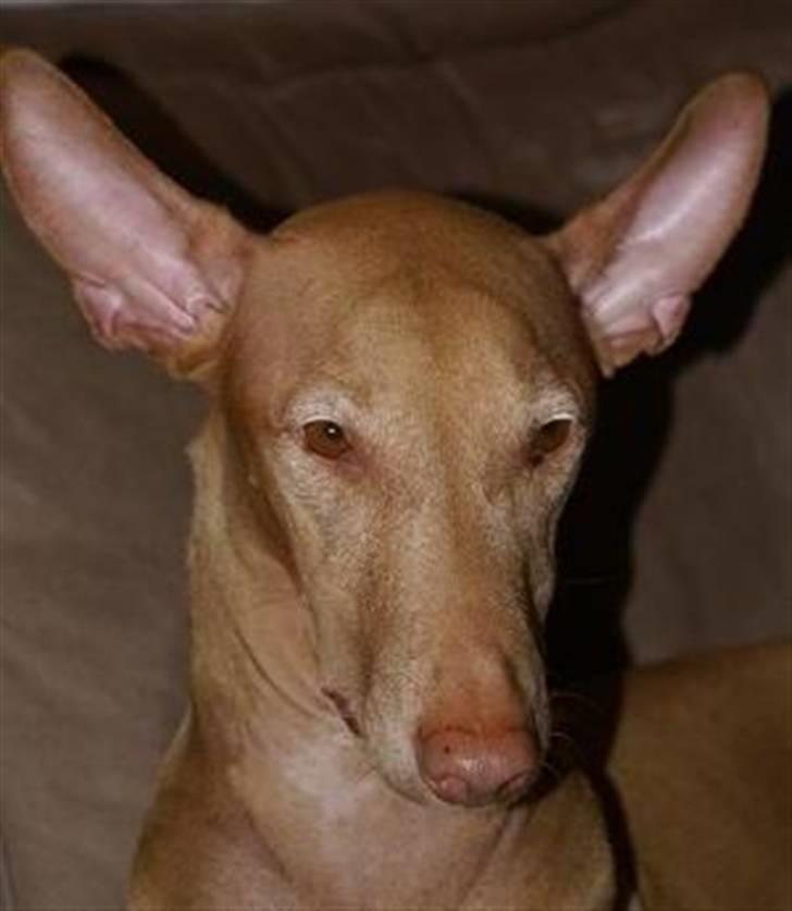 Pharaohound Selma - Så smuk med løftede ører billede 2