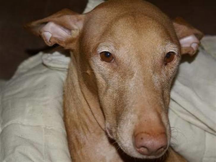 Pharaohound Selma - Må jeg godt få fred til at sove nu ?? billede 3