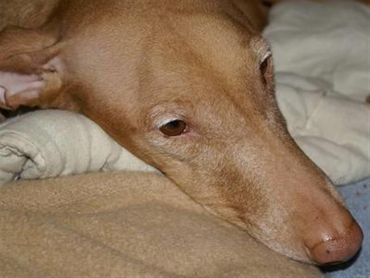 Pharaohound Selma - Tak, nu kan jeg måske få lidt fred !! billede 4