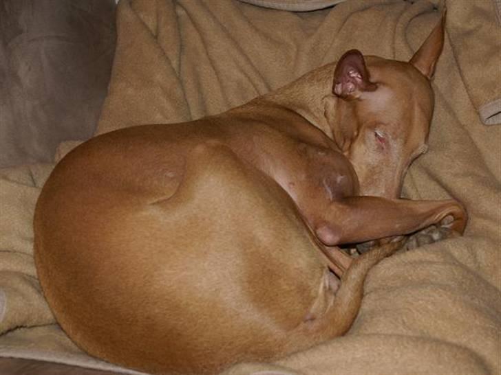 Pharaohound Selma - ZZzzZZZzzzzz..... billede 5