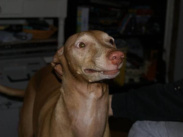 Pharaohound Selma - Hvis jeg nu ser fjollet ud, giver du så en bid af din mad ?? billede 6