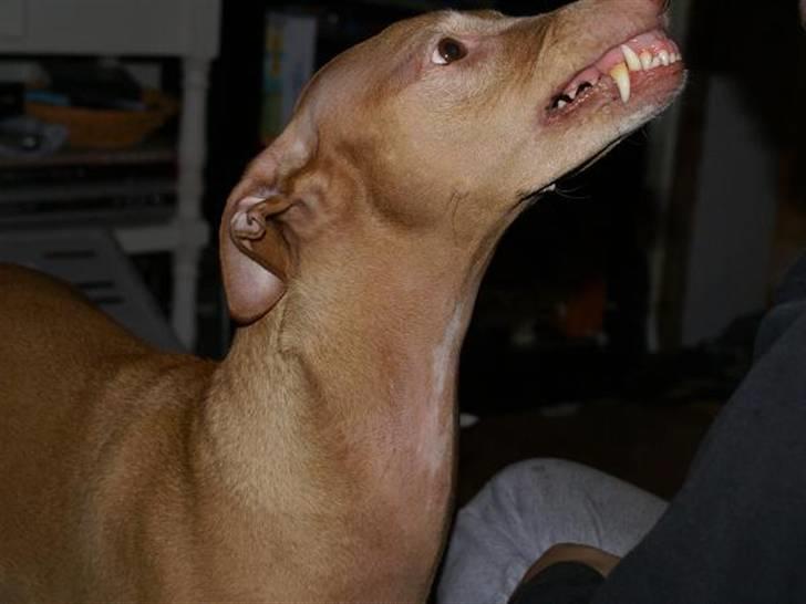 Pharaohound Selma - Kom nu giv en biiid !! billede 7