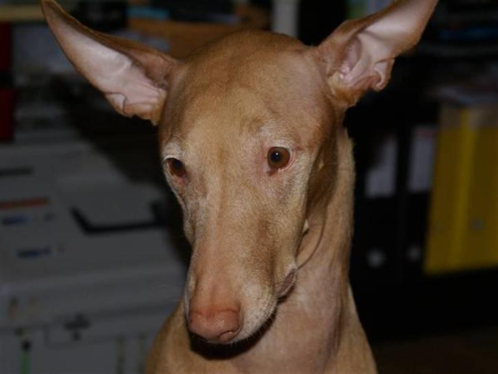 Pharaohound Selma - Øv, syntes ellers lige jeg gjorde et par gode forsøg !! billede 8