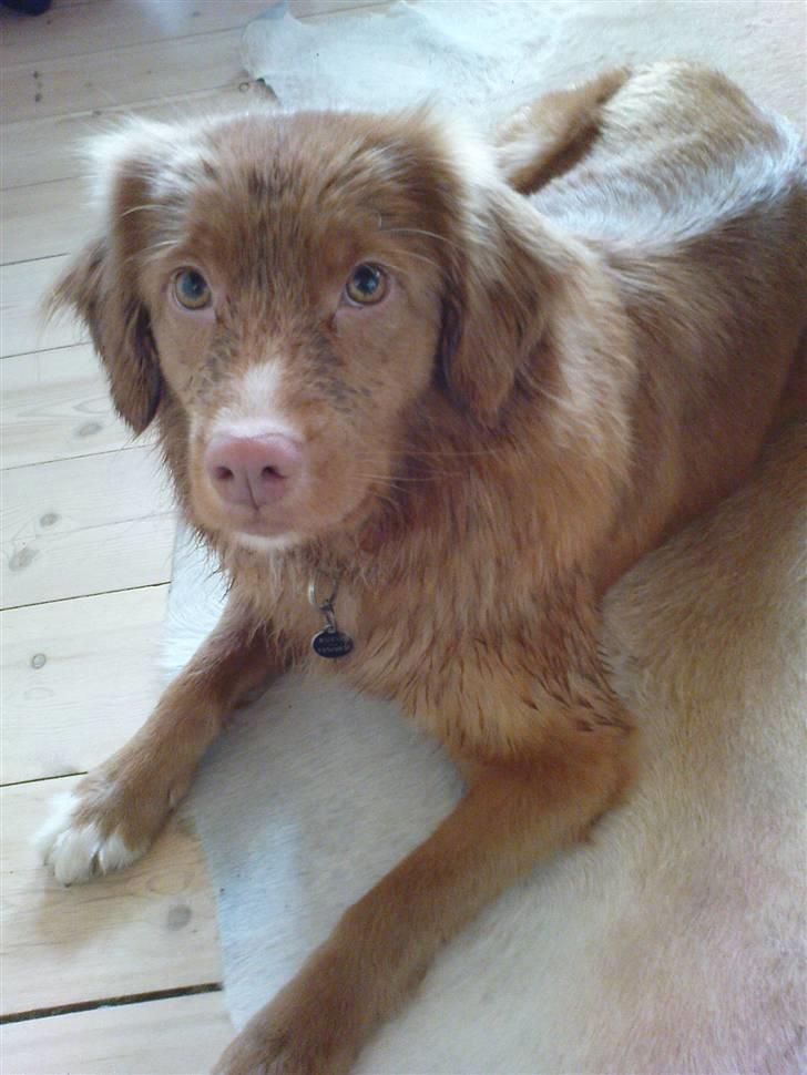 Nova scotia duck tolling retriever stalkers beauty (himmelhund) billede 10