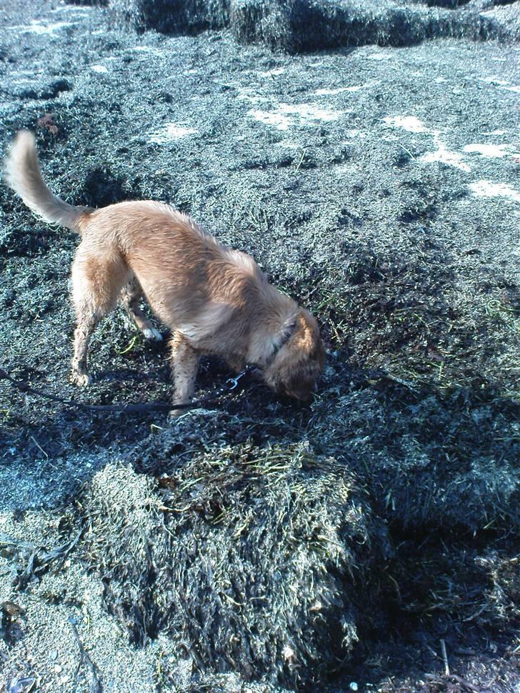 Nova scotia duck tolling retriever stalkers beauty (himmelhund) billede 12