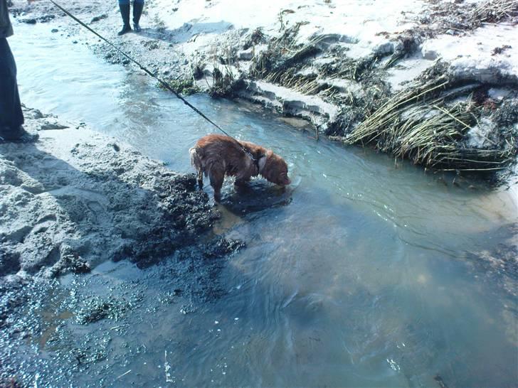 Nova scotia duck tolling retriever stalkers beauty (himmelhund) billede 13