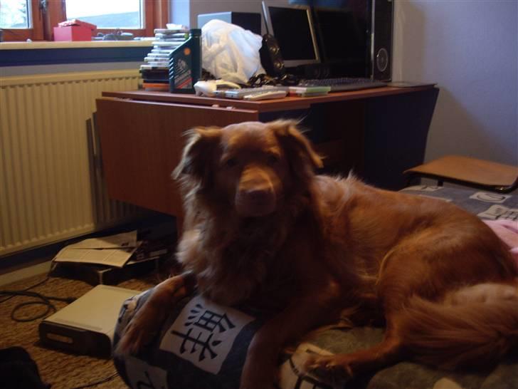 Nova scotia duck tolling retriever Molly Iversen billede 6