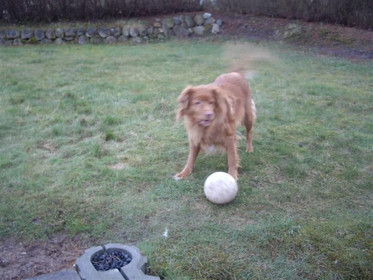 Nova scotia duck tolling retriever Molly Iversen - spil bold billede 7