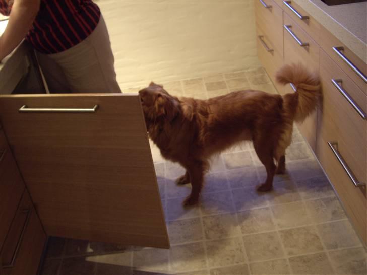 Nova scotia duck tolling retriever Molly Iversen - den vil ha mad billede 8