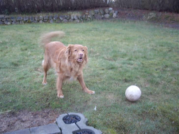 Nova scotia duck tolling retriever Molly Iversen - kom nu  billede 9