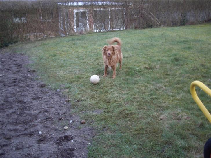 Nova scotia duck tolling retriever Molly Iversen billede 10