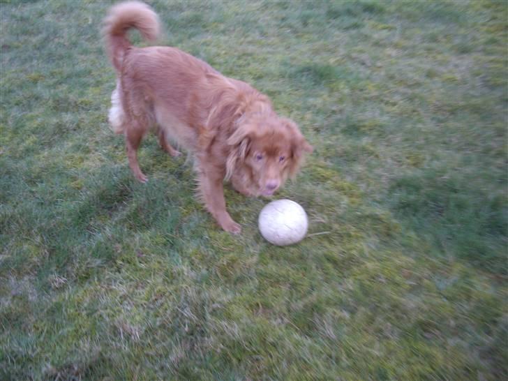 Nova scotia duck tolling retriever Molly Iversen billede 11