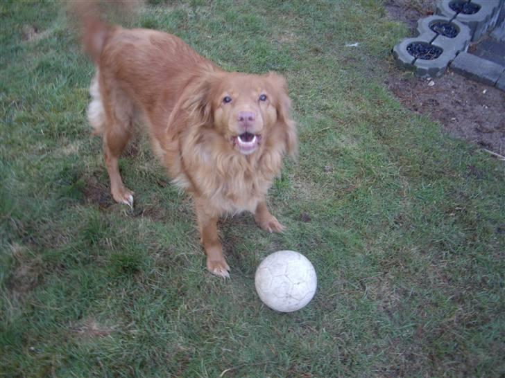 Nova scotia duck tolling retriever Molly Iversen - SPIL BOLD CARSTEN billede 12