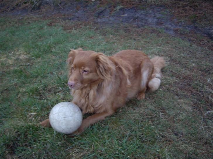Nova scotia duck tolling retriever Molly Iversen billede 13