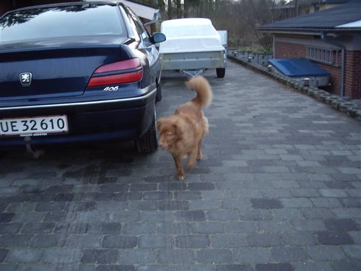 Nova scotia duck tolling retriever Molly Iversen - så skal vi ud og kører billede 14