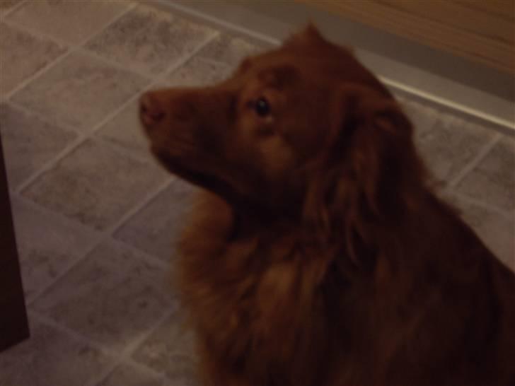 Nova scotia duck tolling retriever Molly Iversen - vil ha mad billede 15