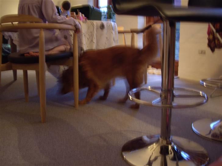 Nova scotia duck tolling retriever Molly Iversen billede 16