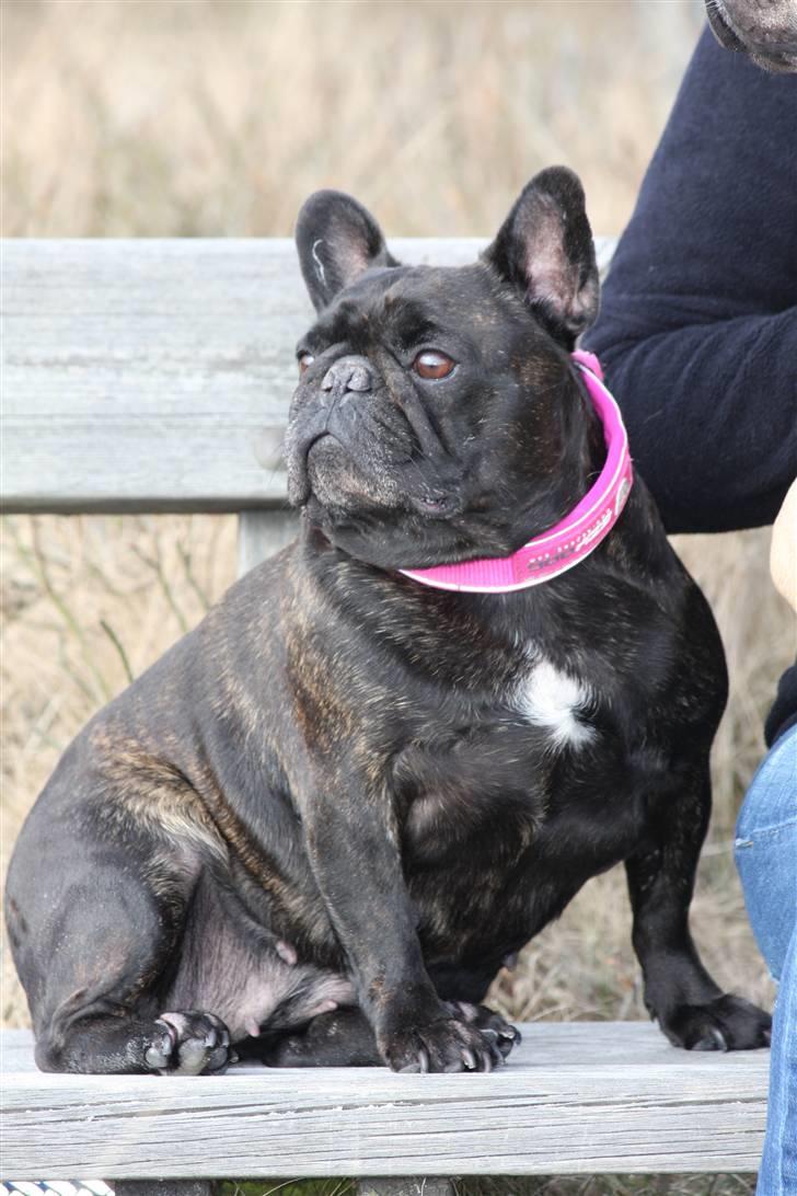 Fransk bulldog Black Magic Kinibox[Nina] billede 1
