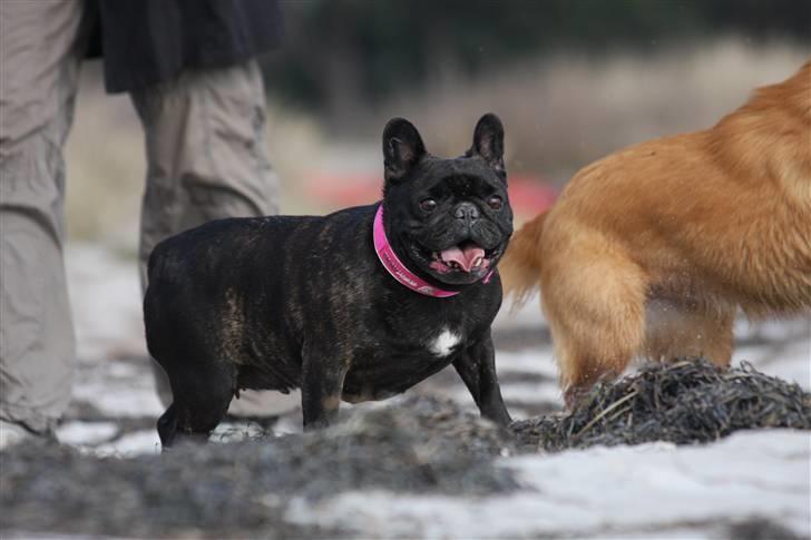 Fransk bulldog Black Magic Kinibox[Nina] billede 3