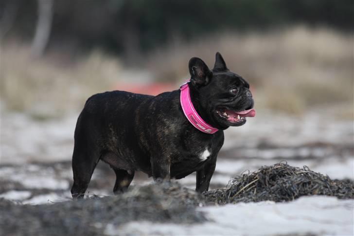 Fransk bulldog Black Magic Kinibox[Nina] billede 4