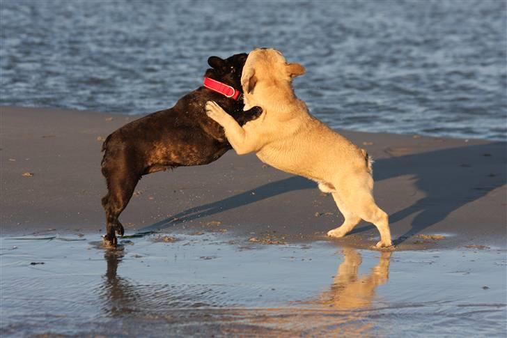 Fransk bulldog Black Magic Kinibox[Nina] billede 6