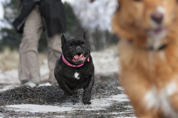 Fransk bulldog Black Magic Kinibox[Nina] billede 7