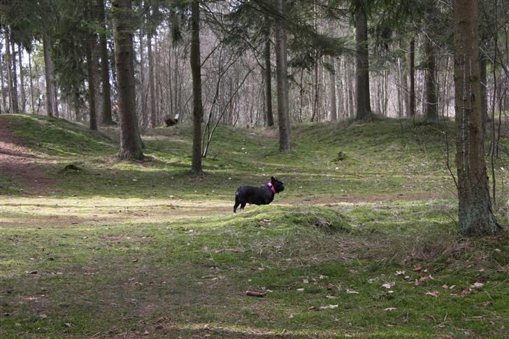 Fransk bulldog Black Magic Kinibox[Nina] billede 8