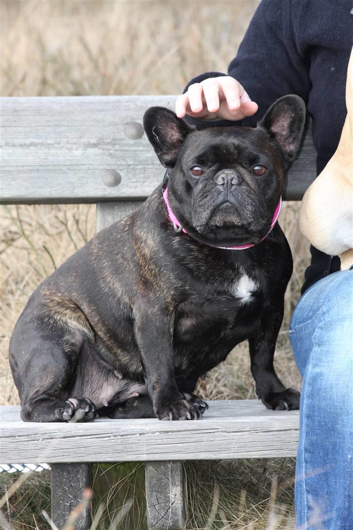 Fransk bulldog Black Magic Kinibox[Nina] billede 9